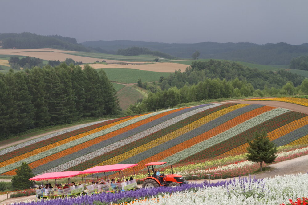 北海道 富良野 ラベンダーです - 花と景色 写真のブログ